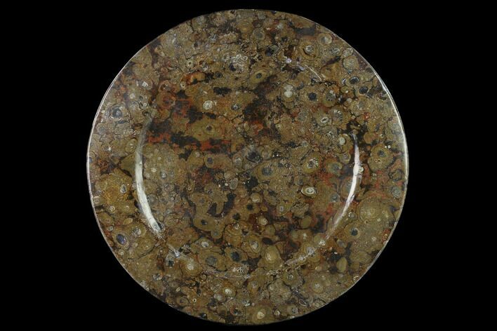 Fossil Orthoceras & Goniatite Round Plate - Stoneware #133562